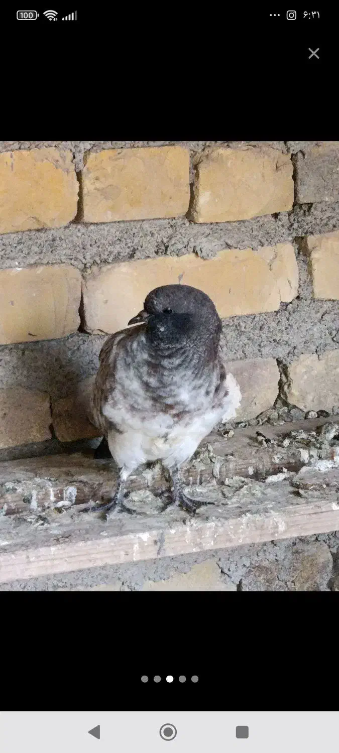 فروش کبوتر|پرنده|اردکان, |دیوار