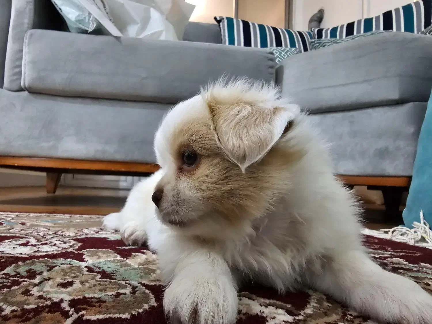 سگ پامر اشپیدز|سگ|ساری, |دیوار