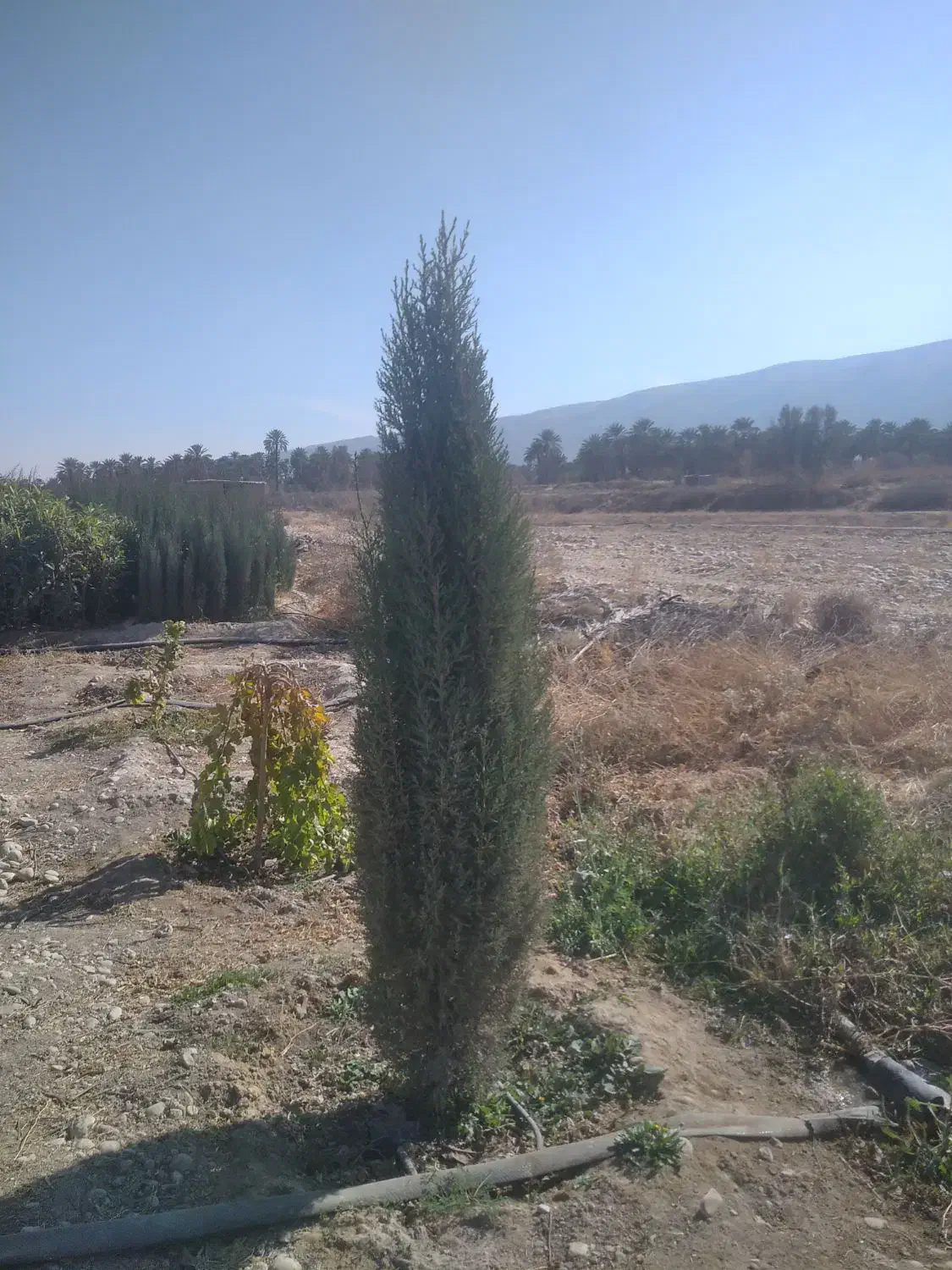 نارنج درجه یک|گل و گیاه طبیعی|شیراز, صنایع الکترونیک|دیوار