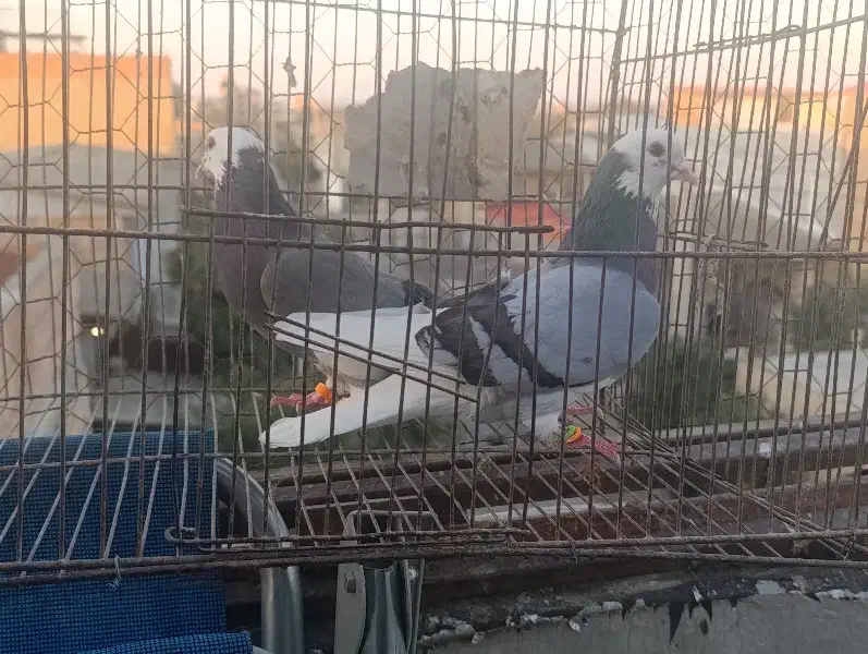 شازده سبز|پرنده|سرخنکلاته, |دیوار