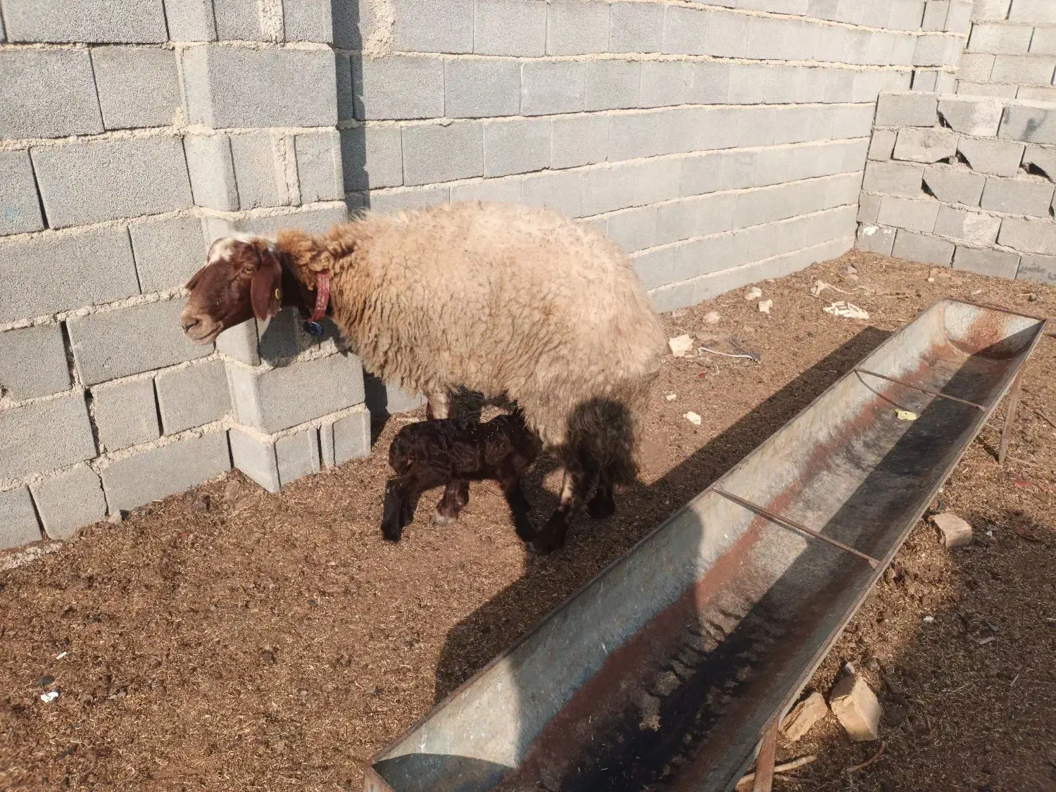 گوسفند افشار بره دار جوان|حیوانات مزرعه|گنبد کاووس, |دیوار