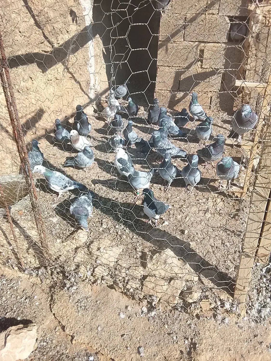 مسافتی|پرنده|کازرون, |دیوار