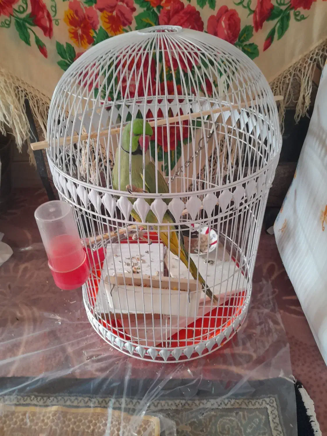 طوطی|پرنده|مهدی شهر, |دیوار