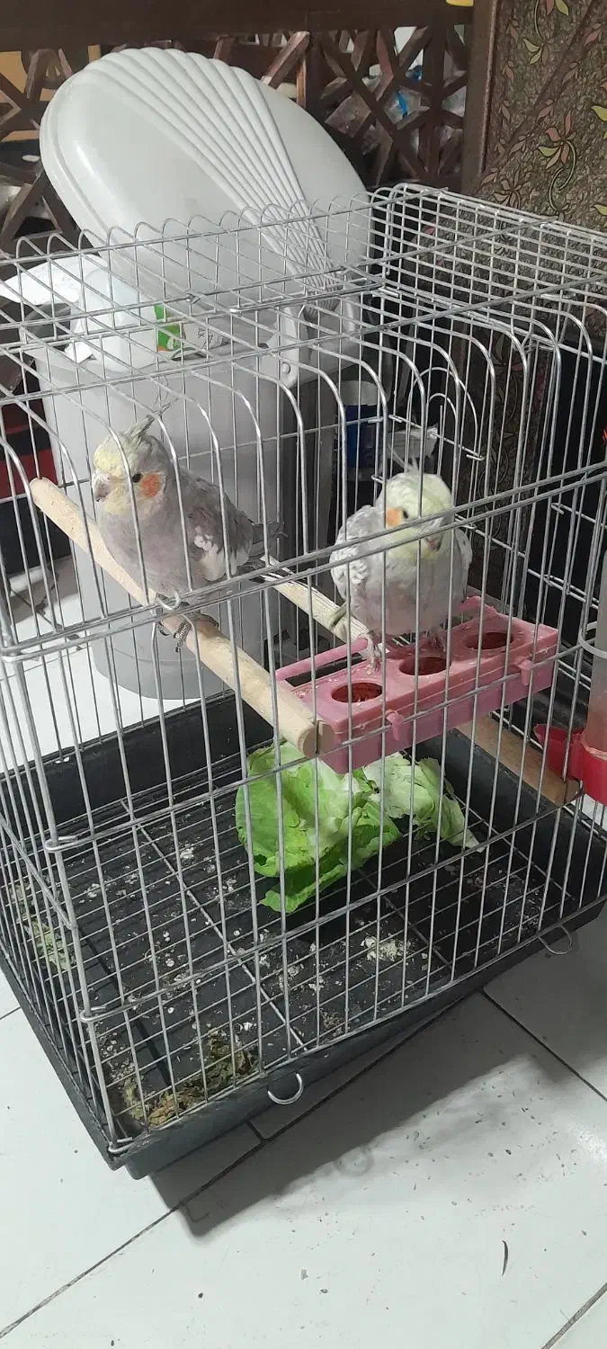 عروس هلندی|پرنده|الوند, |دیوار