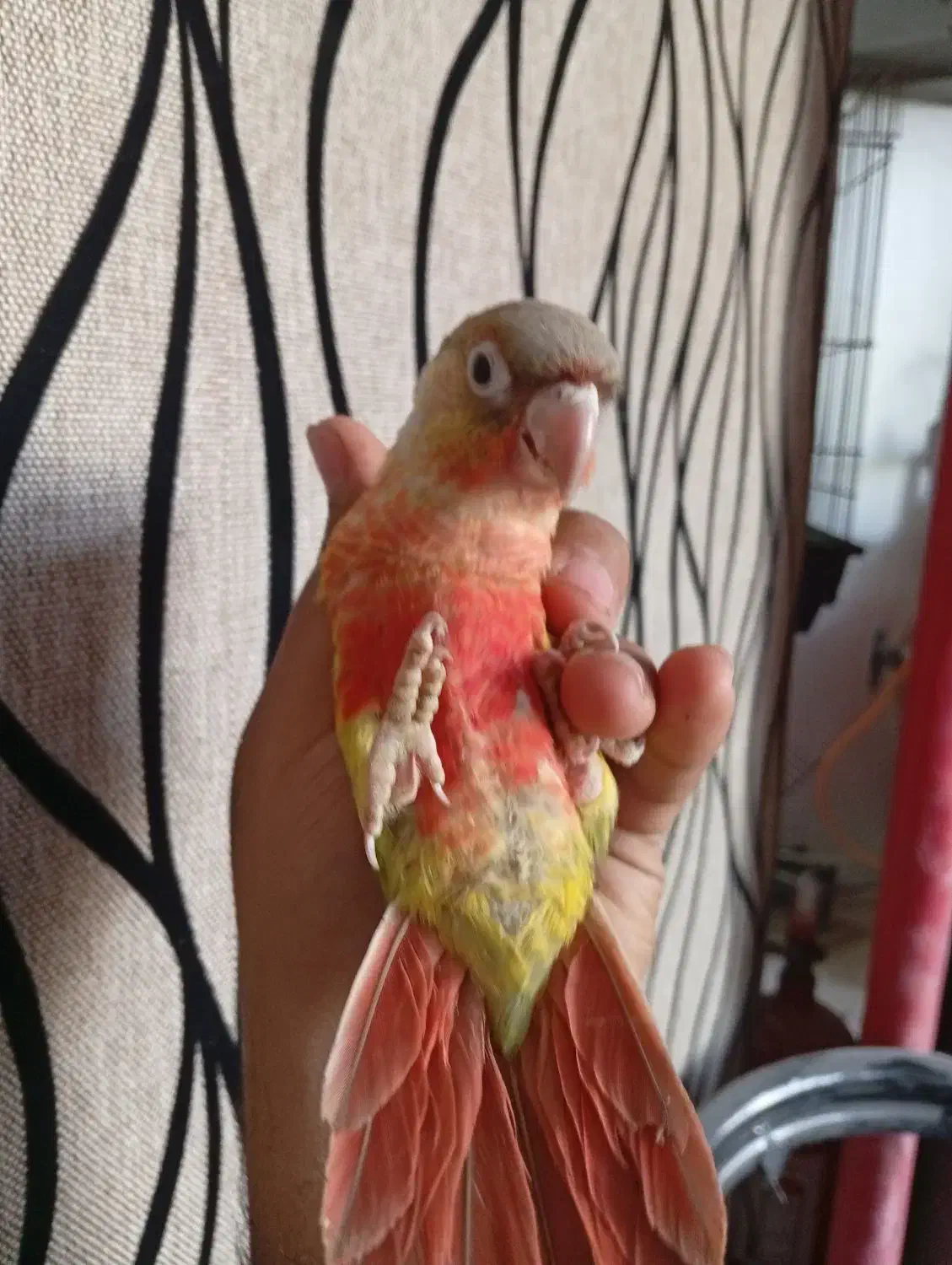 گیرینچیک رد فول دستی|پرنده|قم, شهرک توانیر|دیوار