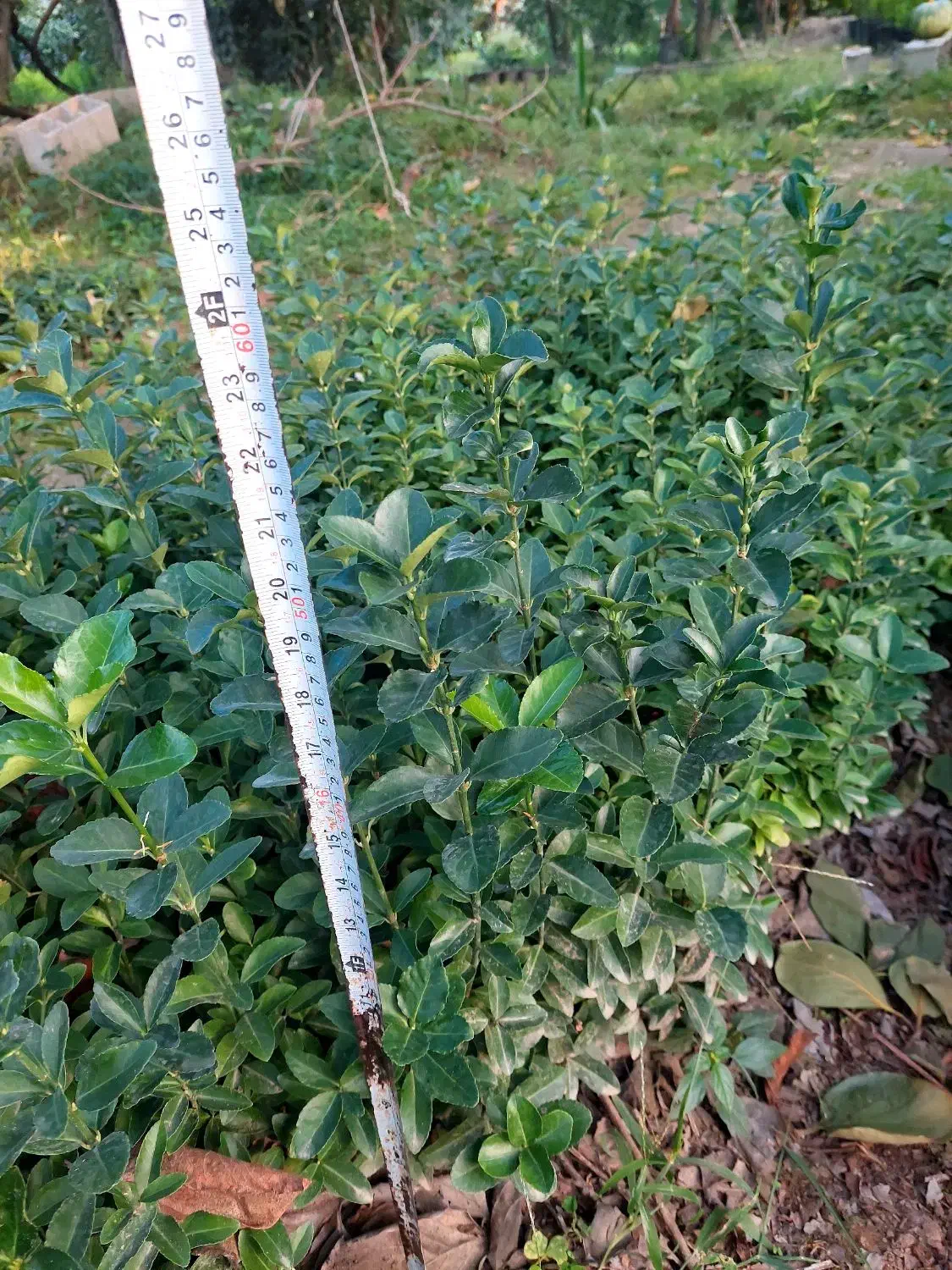 نشاء شمشاد سبز ، یاس هلندی ، پالم|خدمات باغبانی و درختکاری|خرمآباد (تنکابن), |دیوار