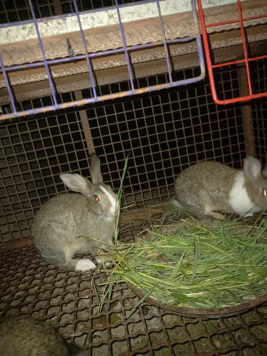 خرگوش|موش و خرگوش|رستم‌آباد, |دیوار