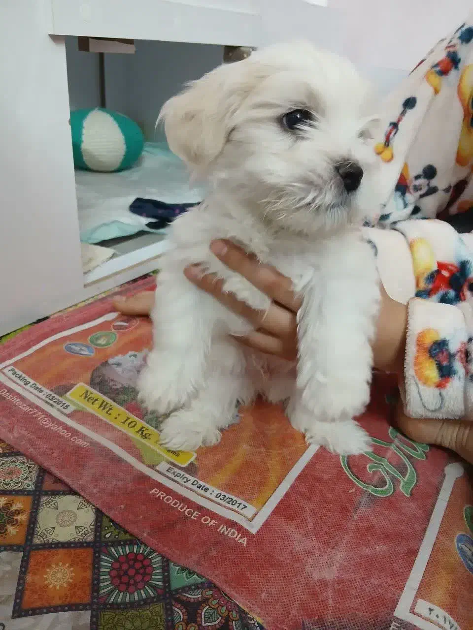 سگ میکس پودل کوچولو|سگ|نجف‌آباد, ویلاشهر|دیوار