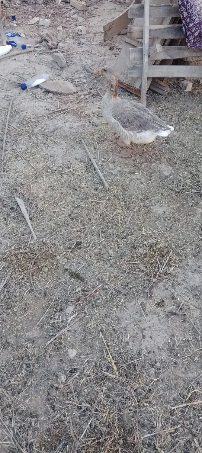 شادگان|حیوانات مزرعه|شادگان, |دیوار