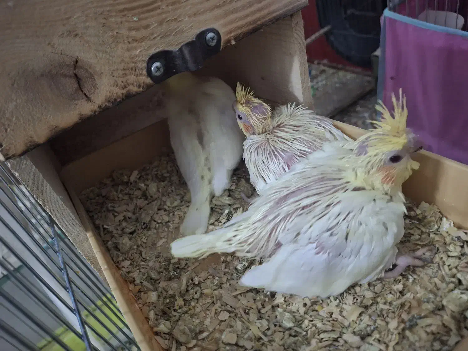 عروس هلندی با جوجه|پرنده|بندرعباس, |دیوار