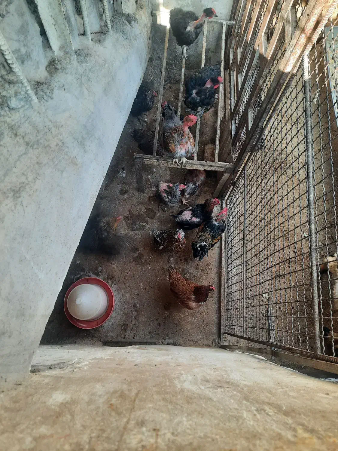 مرغ و خروس محلی|حیوانات مزرعه|سیوان, |دیوار