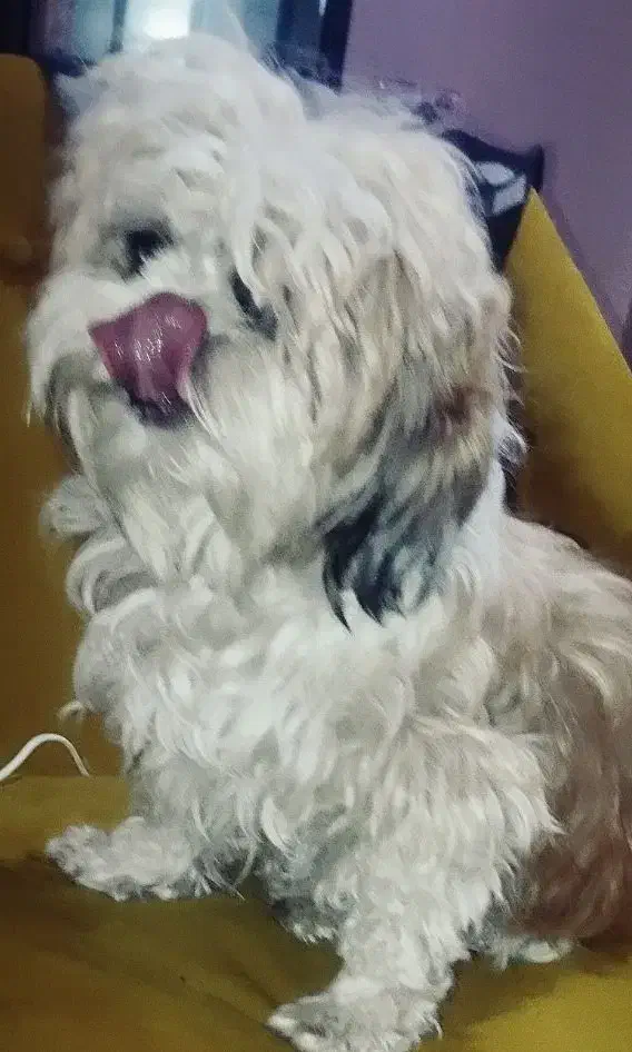 یه مادر و دختر نژاد شیتزو|سگ|تهران, هاشم‌آباد|دیوار