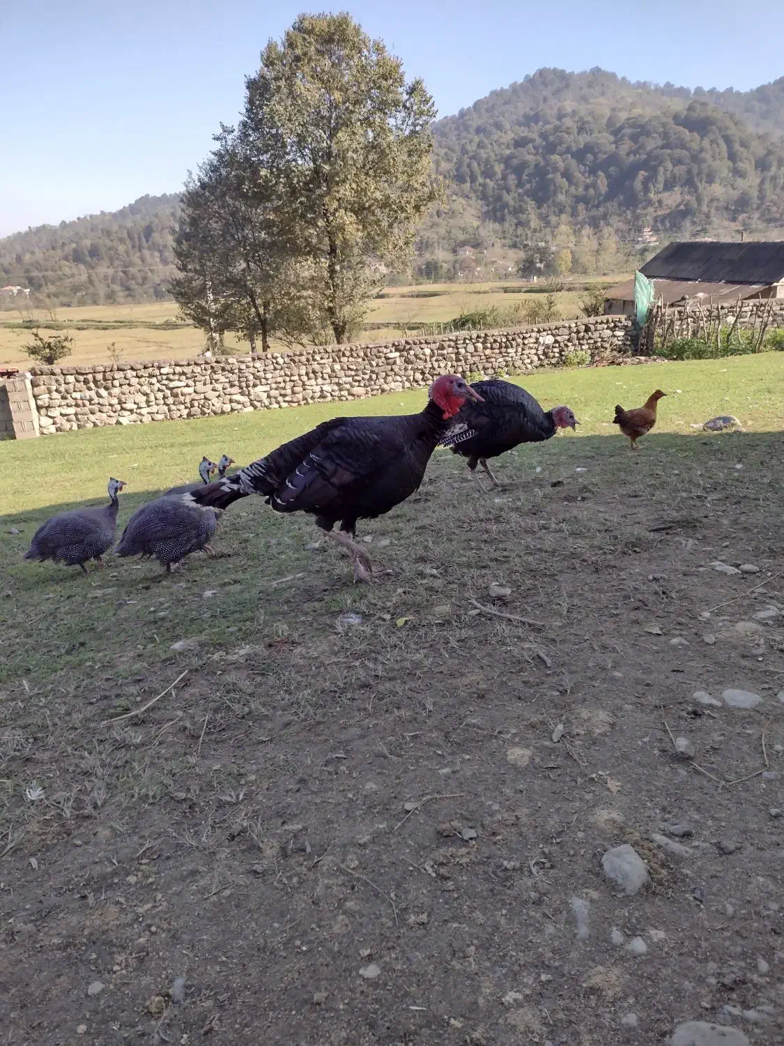 بوقلمون|حیوانات مزرعه|ماکلوان, |دیوار