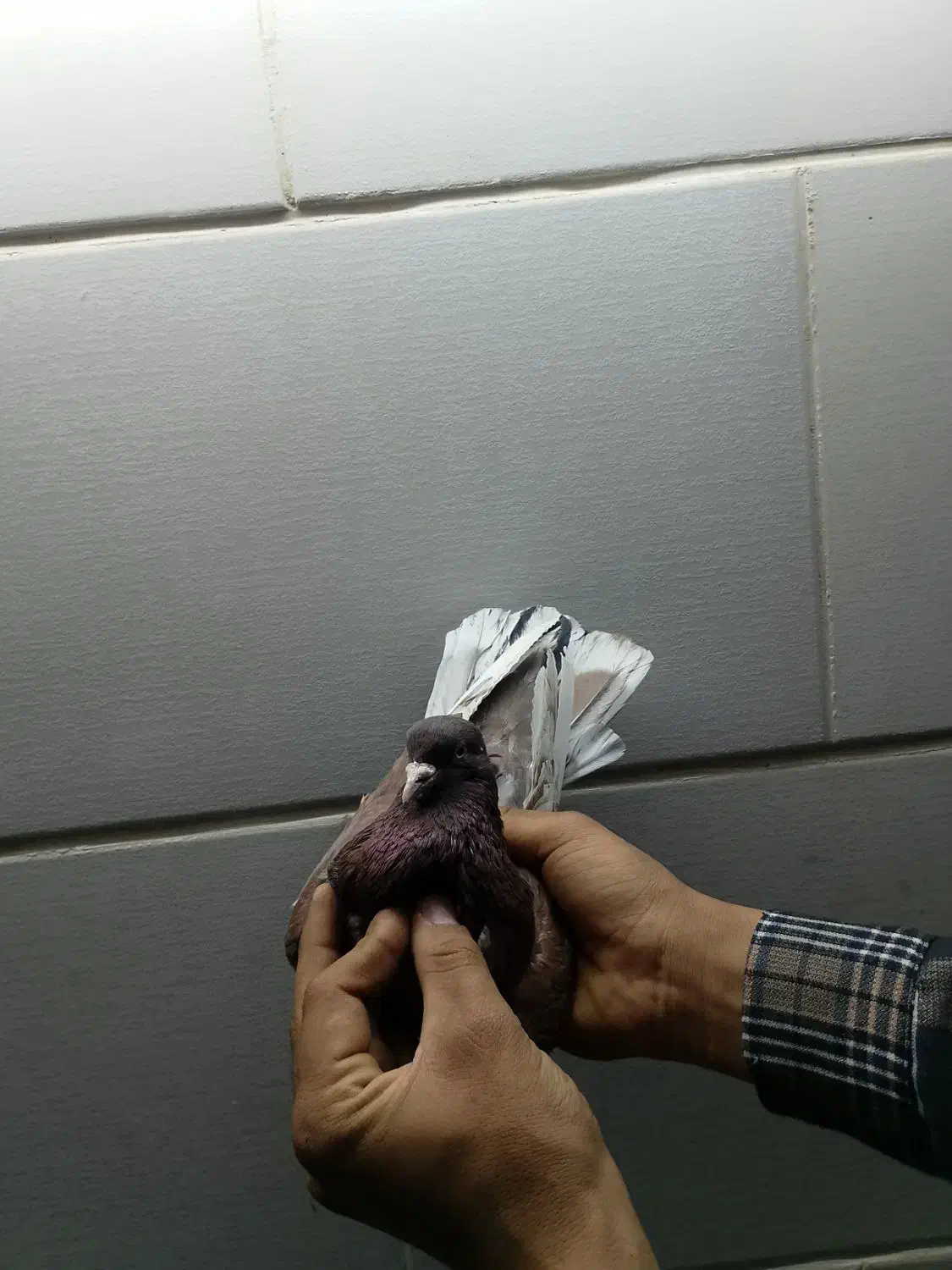 فروش ۵عدد کفتر پرشی درجه یک و عالی|پرنده|اردکان, |دیوار