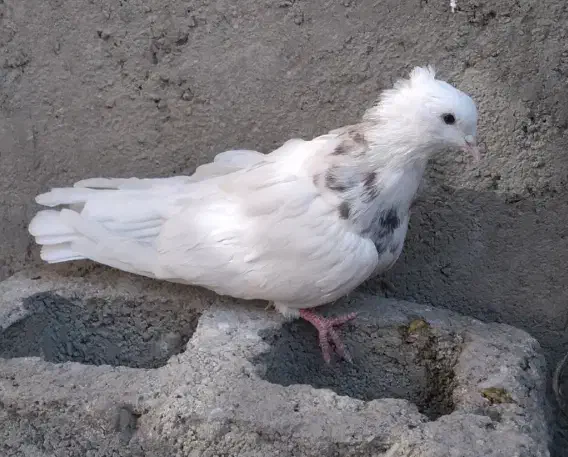 طوقی کبوتر|پرنده|کنگاور, |دیوار