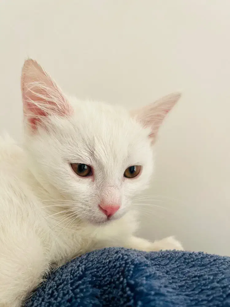 گربه|گربه|چناران, |دیوار