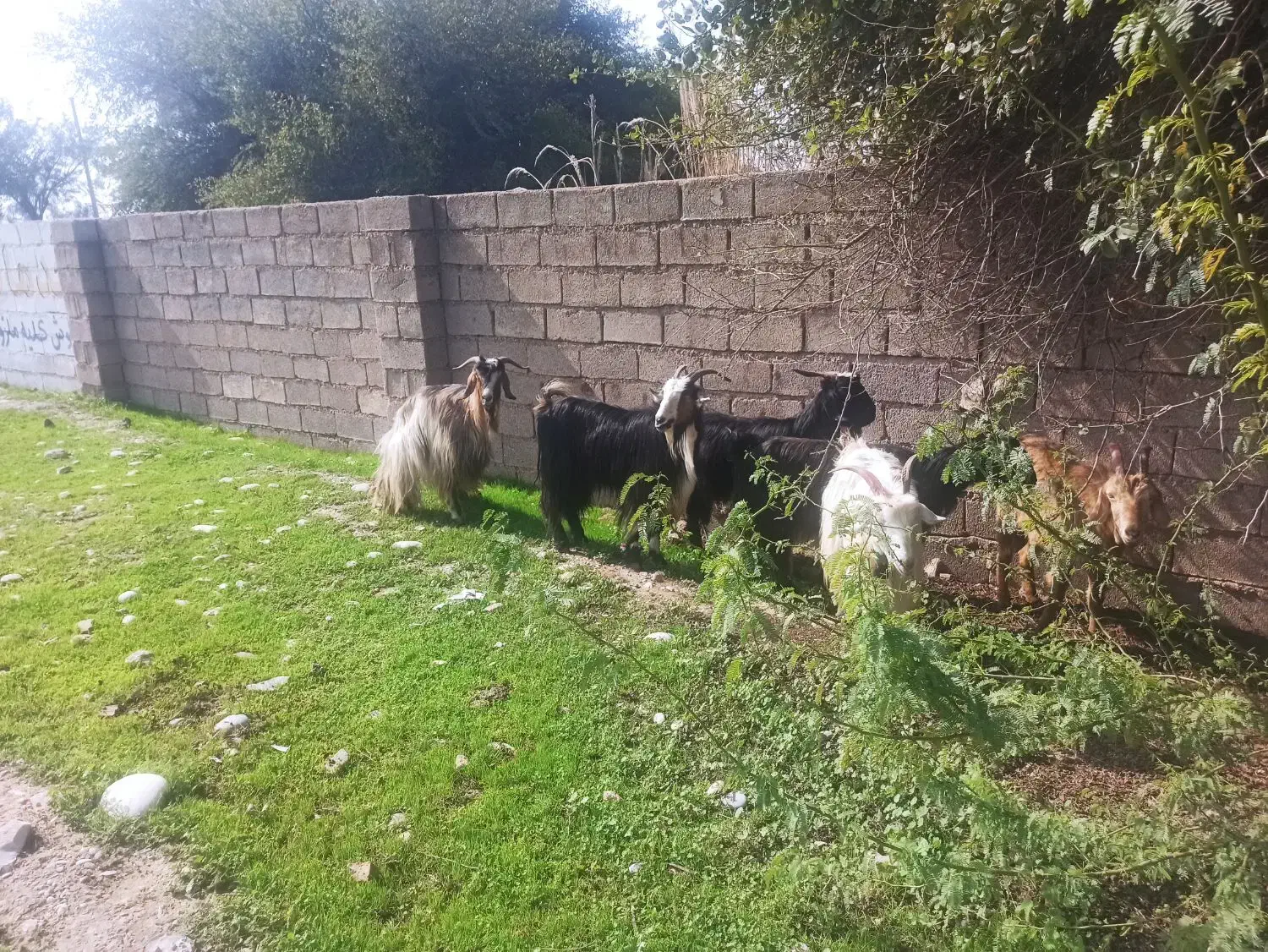 بز شیری چپر|حیوانات مزرعه|دزفول, |دیوار