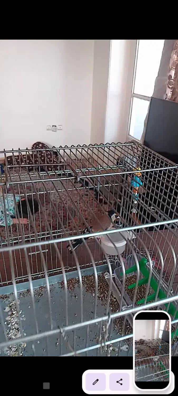 سهره|پرنده|ملارد, |دیوار