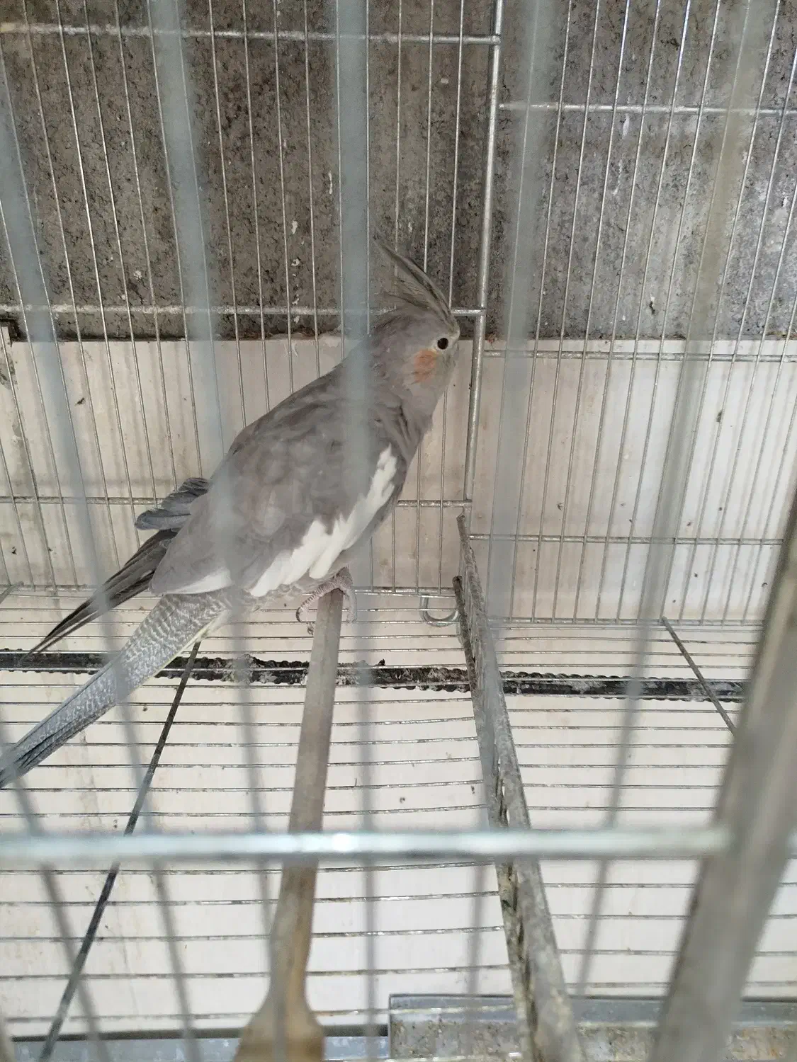 ماده قناری|پرنده|ابریشم, |دیوار