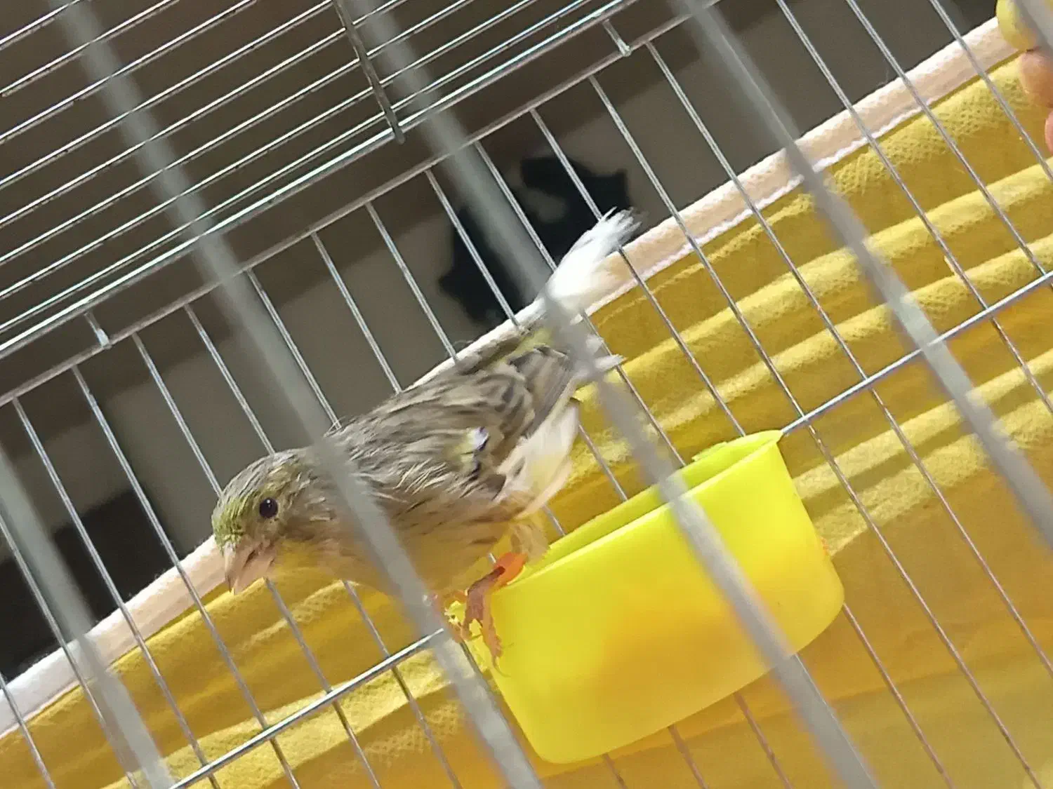 قناری ابلغ زرد هشت ماهه توپر کشیده|پرنده|خمینی‌شهر, |دیوار