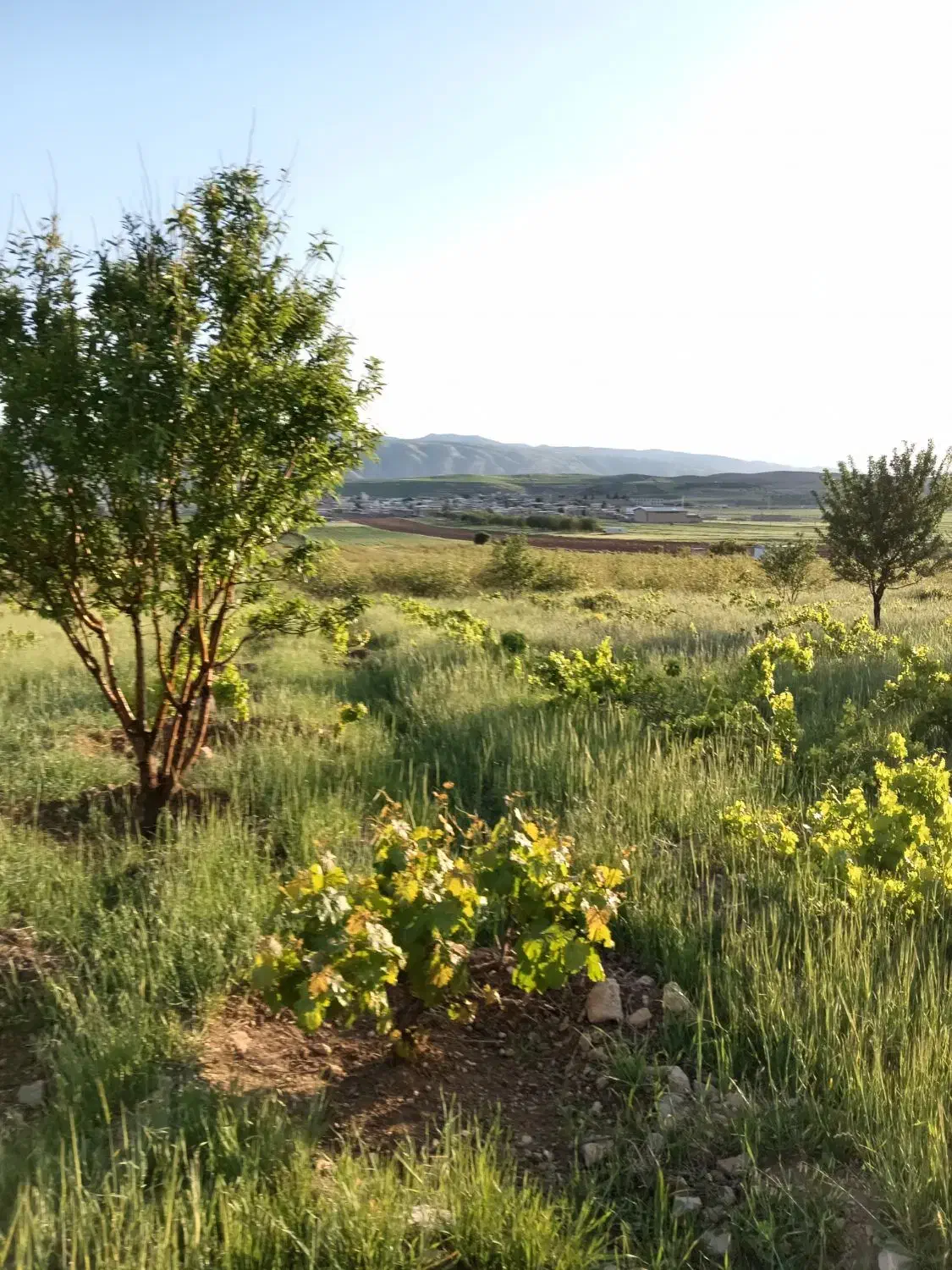 باغ سه هزار متری انگور و پسته|فروش دفتر صنعتی، کشاورزی، تجاری|ایوان, |دیوار