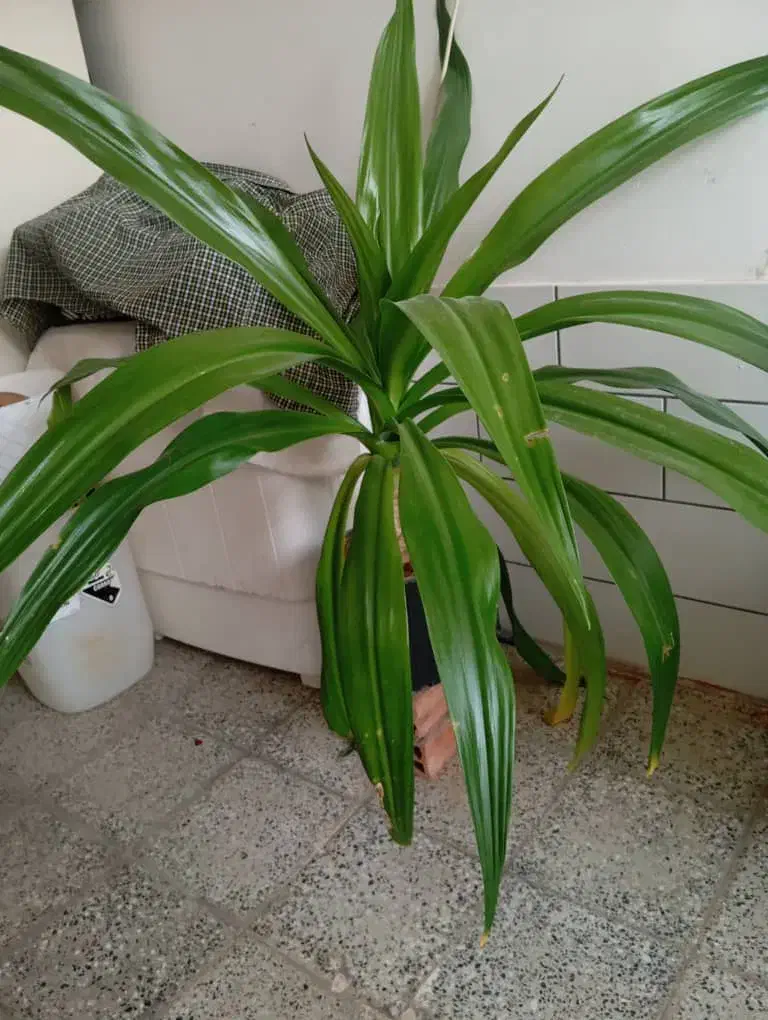 فروش گل|گل و گیاه طبیعی|بروجن, |دیوار