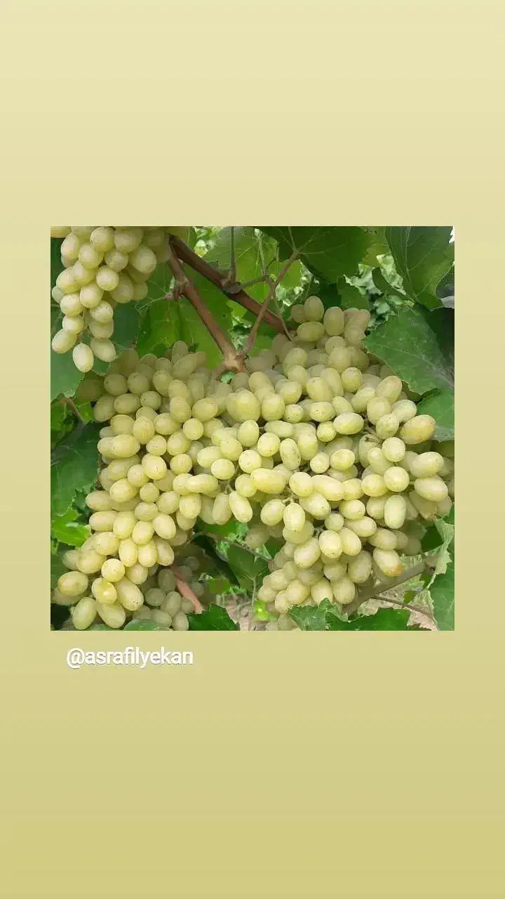 نهال انگور قرمزی کشمش سفید ومویز بیدانه ۱و۲ساله|خدمات باغبانی و درختکاری|نوشین شهر, |دیوار