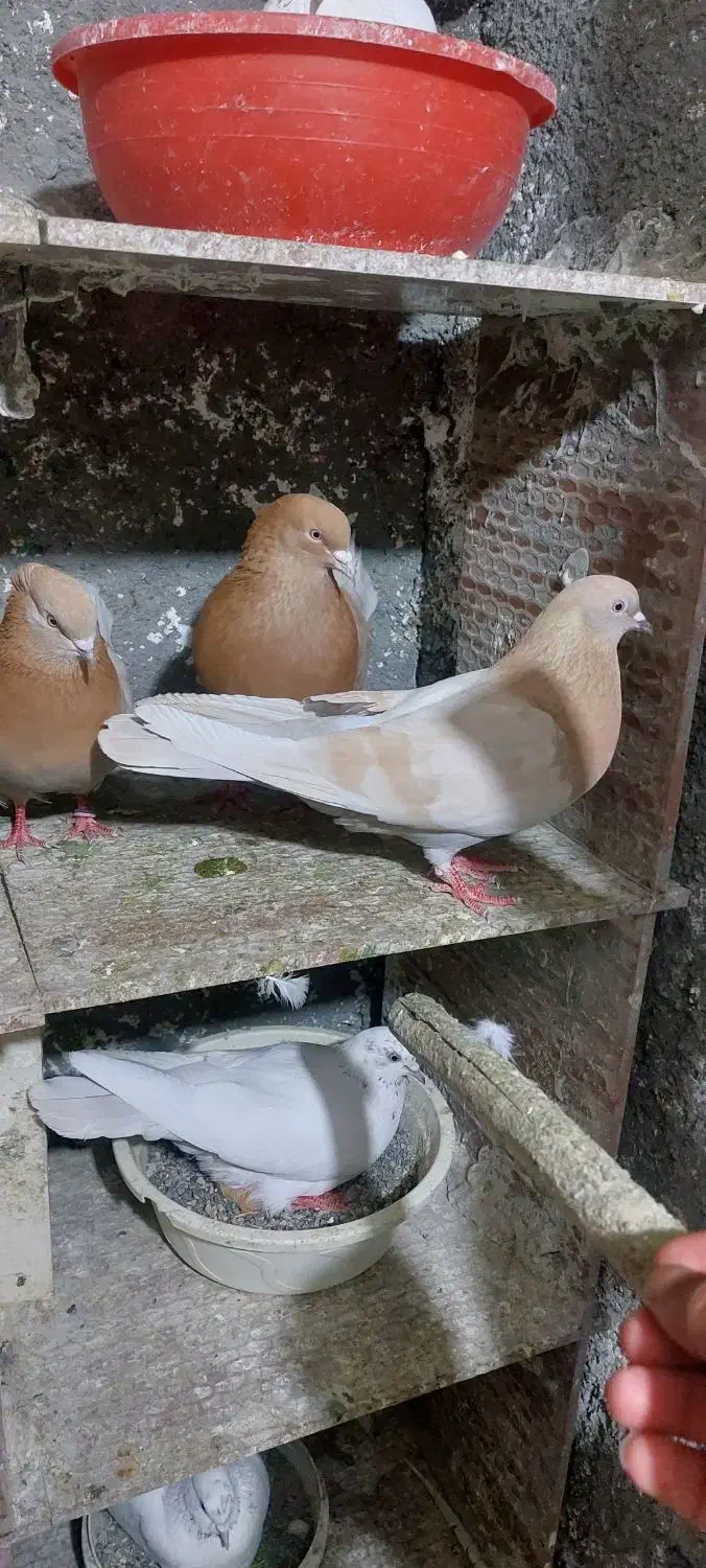 زردای کاشان‌.|پرنده|تویسرکان, |دیوار