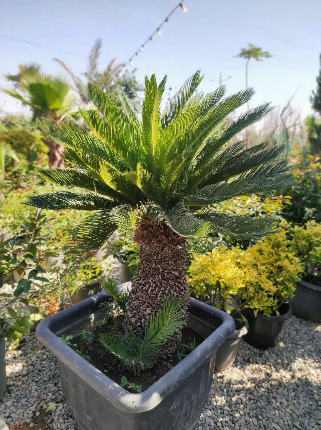 نخل سیکاس ،نخل پالم ،نخل فنیکس|گل و گیاه طبیعی|رباط‌کریم, انجم آباد|دیوار