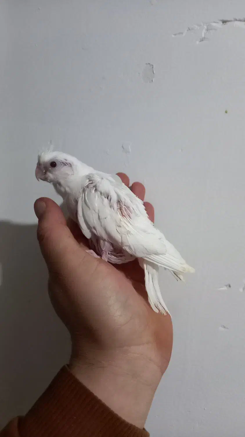 جوجه البینیو ولوتینیو زعفرانی سرلاکی|پرنده|شاهرود, |دیوار