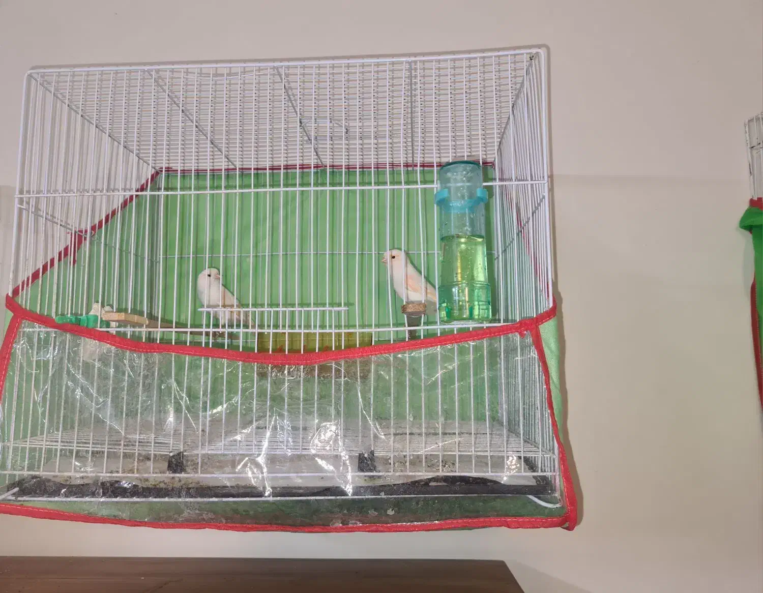 قناری موزاییکی جفت شده آماه|پرنده|مشهد, سناباد|دیوار