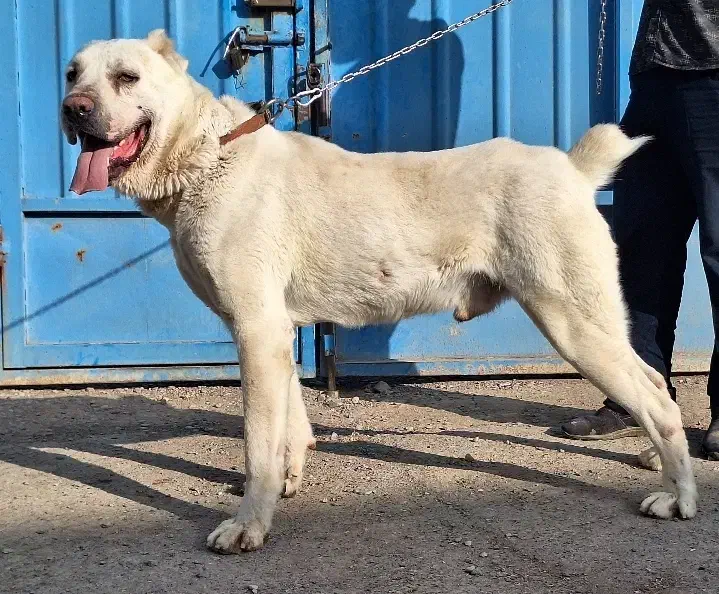 سگ آلابای روسی|سگ|چهاردانگه (تهران), |دیوار