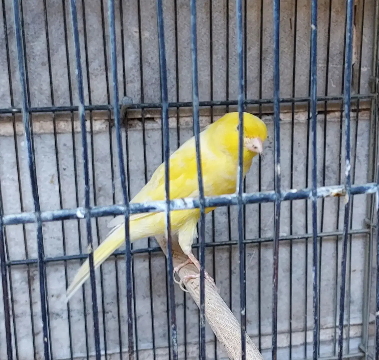 قناری نر و ماده|پرنده|ری, دیلمان|دیوار