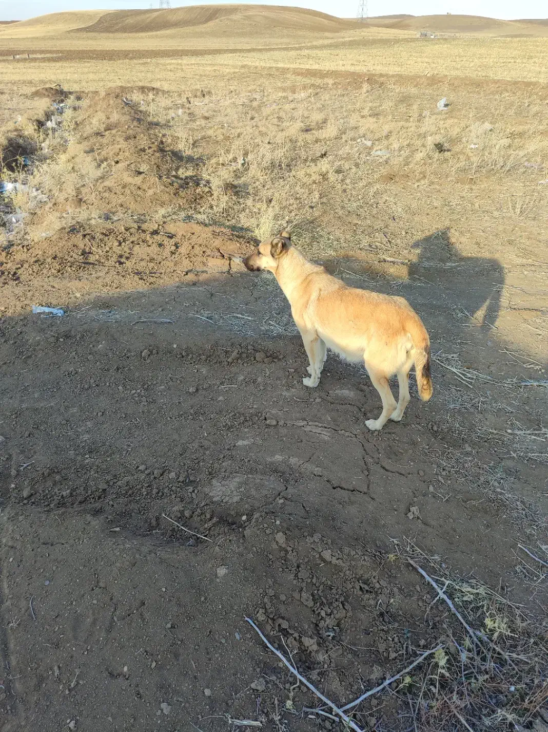 گمشده|سگ|اهر, |دیوار