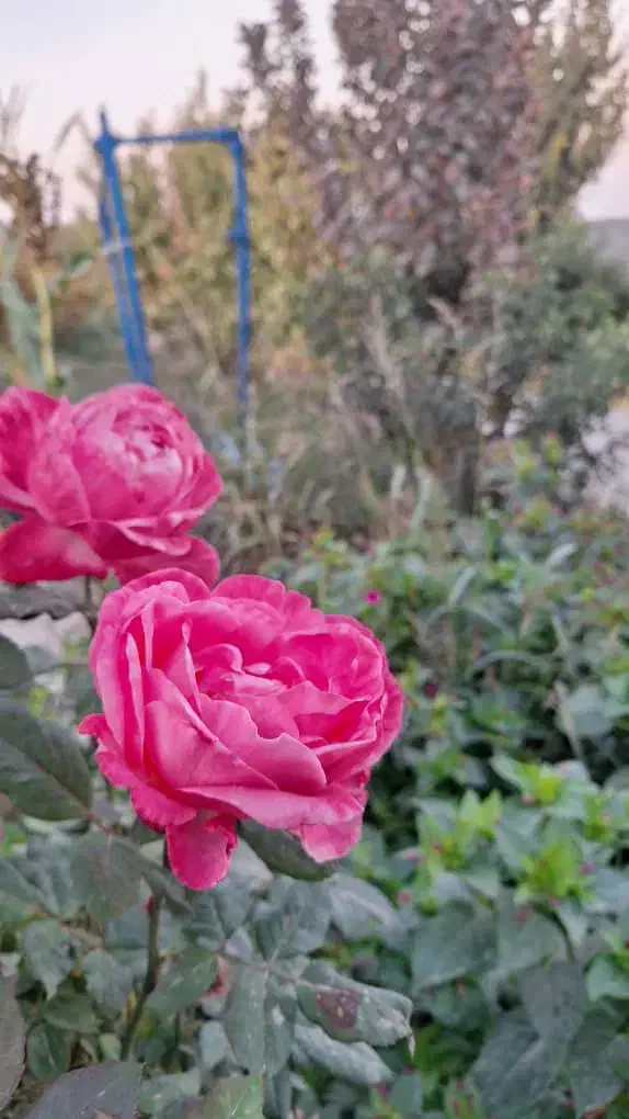 باغبانی هرس درختان علف زنی با دستگاه|خدمات باغبانی و درختکاری|پیشوا, |دیوار