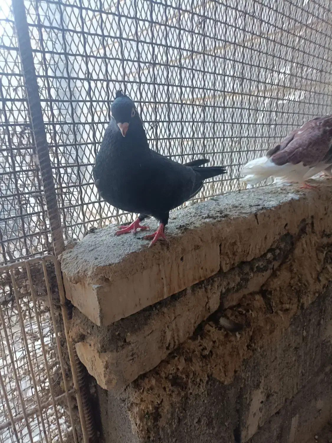 زاغ چشم نوک نر مست|پرنده|رودان, |دیوار