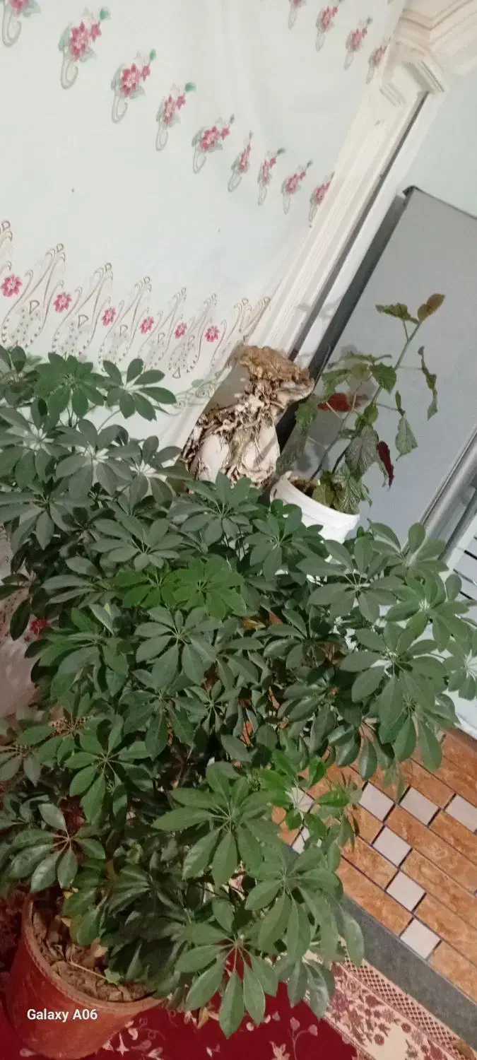 گل شفلرا|گل و گیاه طبیعی|خانمیرزا, |دیوار