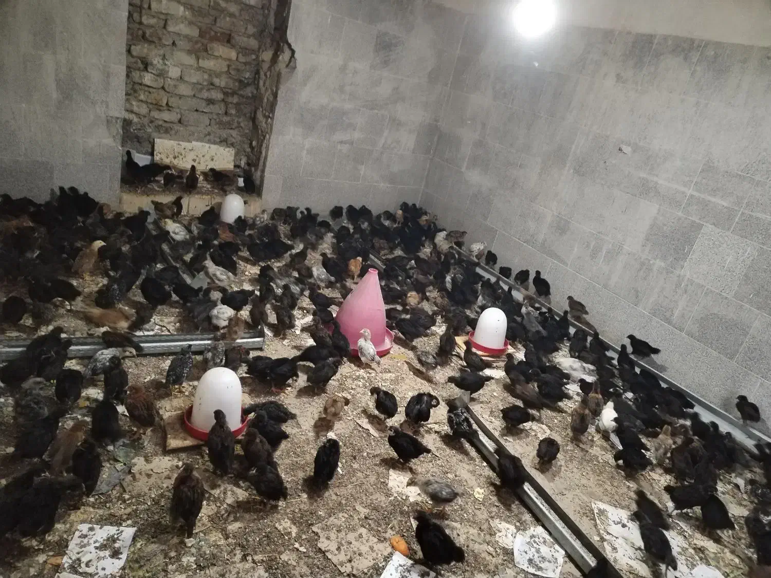 جوجه مرغ 40 روزه اردک|حیوانات مزرعه|قم, دورشهر|دیوار