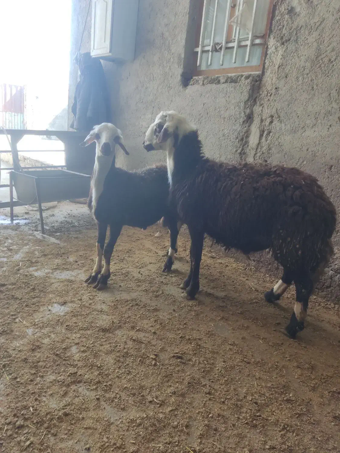 بره قوچ|حیوانات مزرعه|سیلاخور, |دیوار