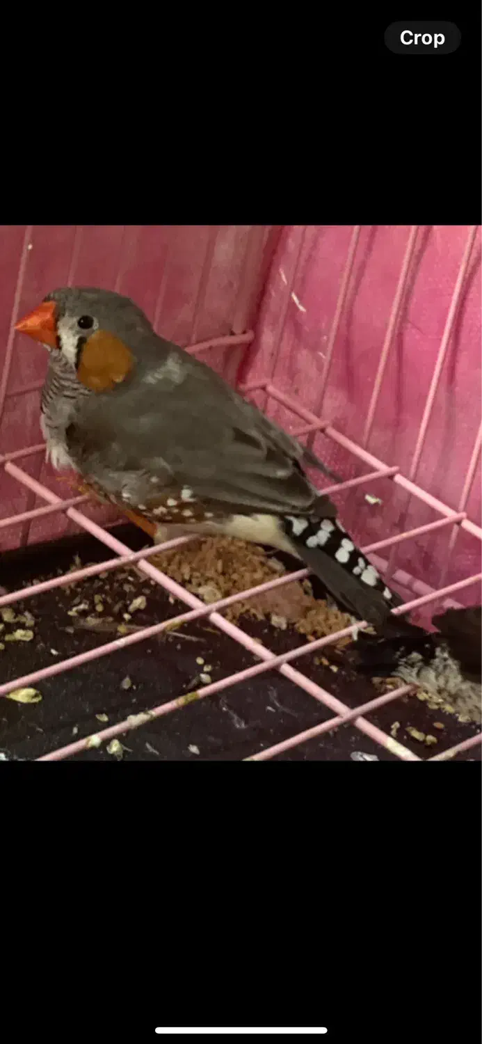 فنچ نروماده|پرنده|بندرعباس, |دیوار