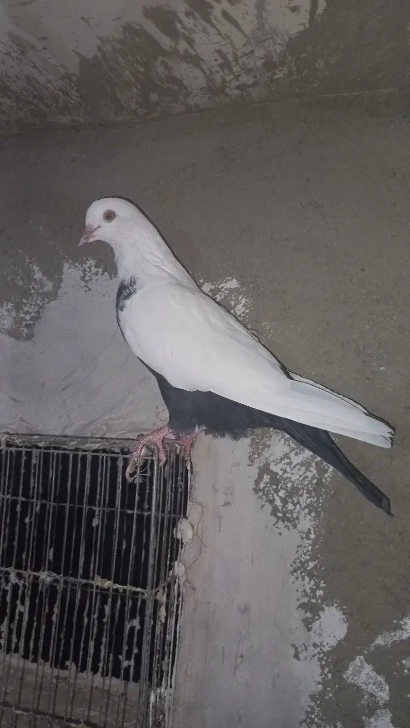 کبوتر طوقی|پرنده|دلبران, |دیوار