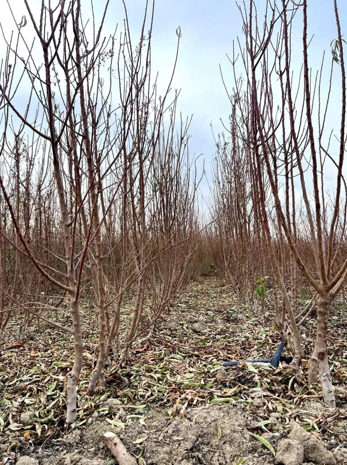 نهال بادام|خدمات باغبانی و درختکاری|آذرشهر, |دیوار