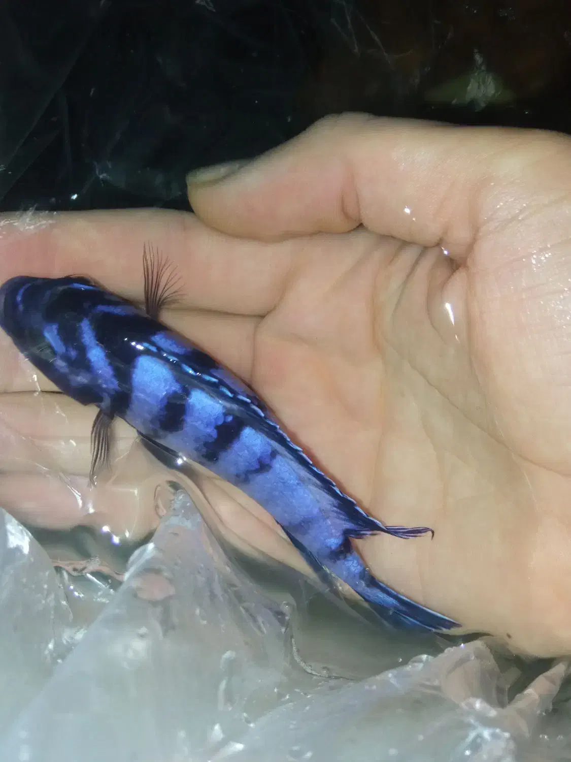 ماهی|ماهی|بجنورد, |دیوار