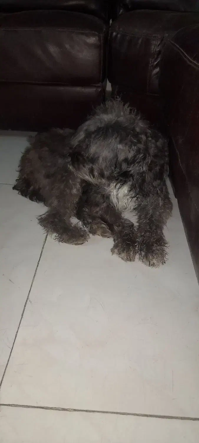 نژاد تریر|سگ|مشهد, میان ولایت|دیوار