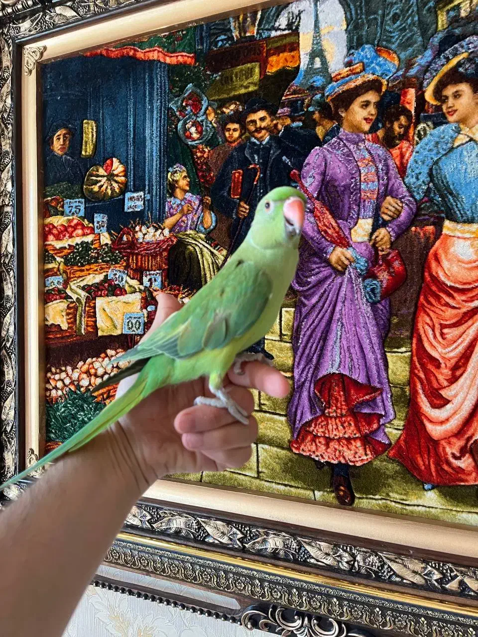 دو عدد ملنگو اهلی توپر وسالم|پرنده|تبریز, |دیوار