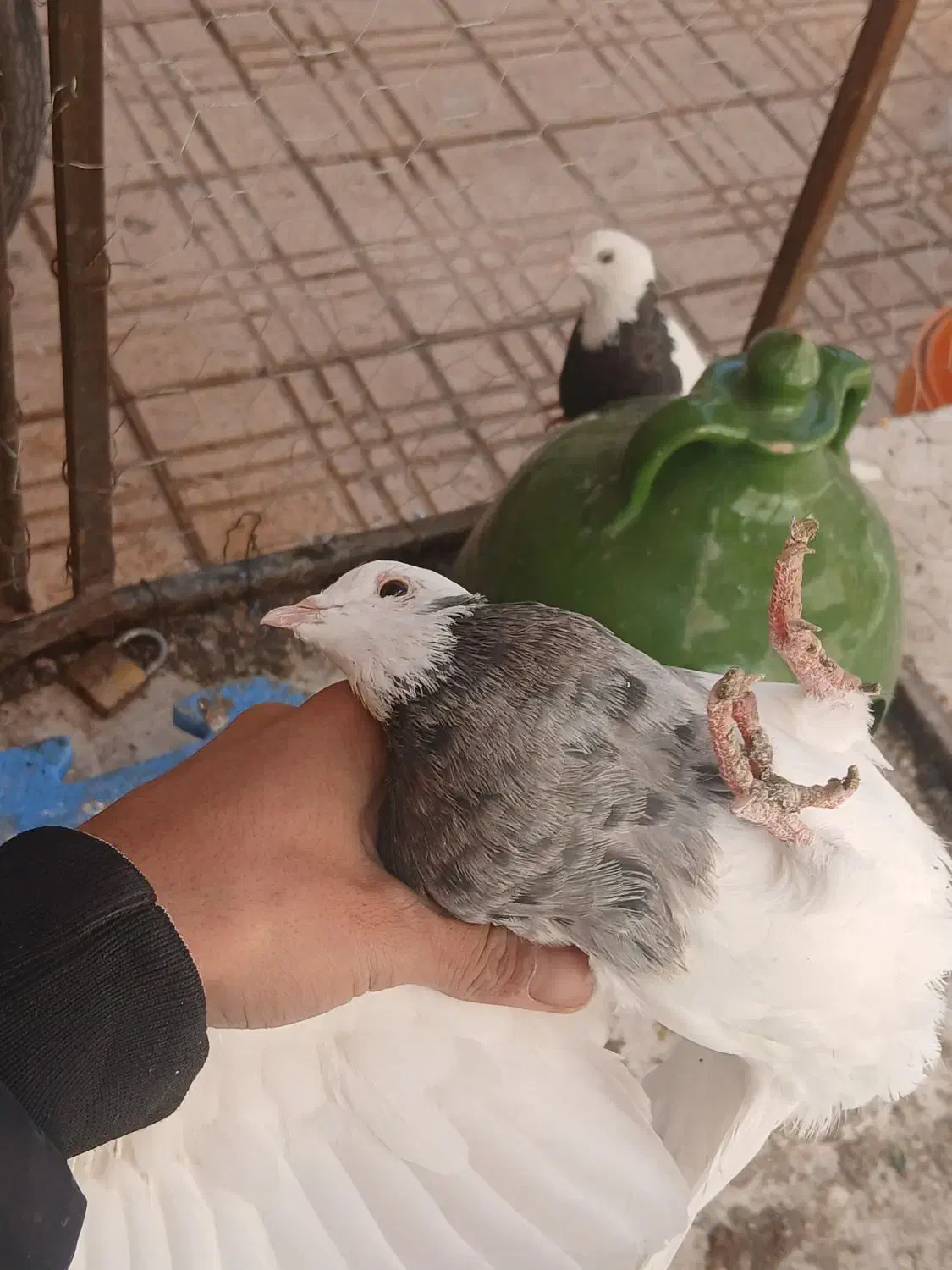 کفتر خوشکل خوش استایل|پرنده|کرمان, |دیوار