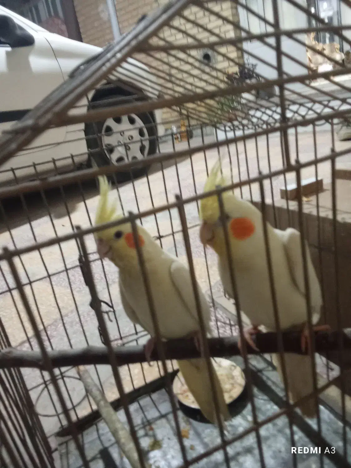 جفت طوطی عروس|پرنده|بهبهان, |دیوار