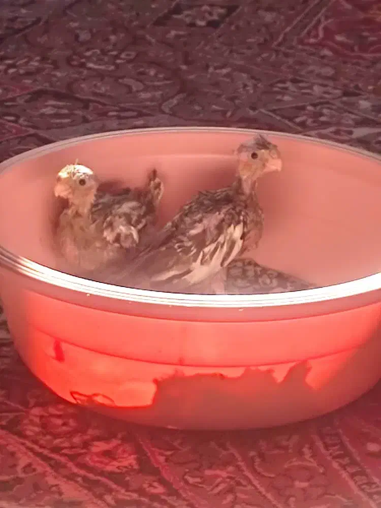 جوجه عروس هلندی|پرنده|فسا, |دیوار