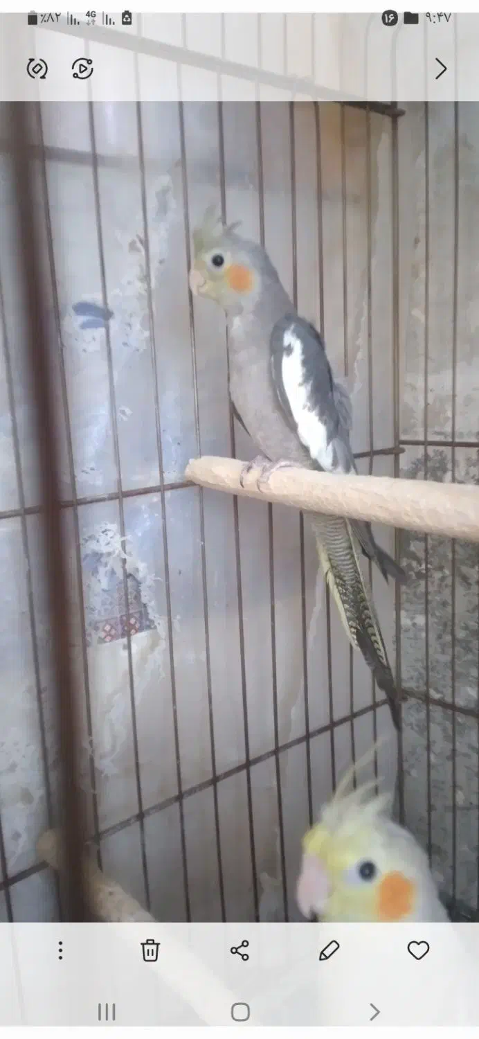 عروس هلندی|پرنده|پارس‌آباد, |دیوار