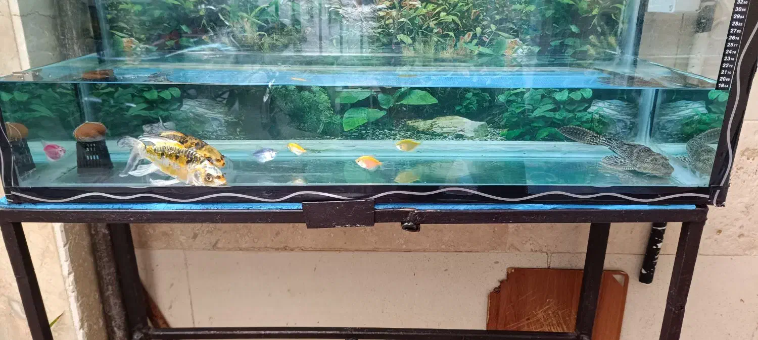 آکواریوم حرفه ای با شیر تخلیه آسان با کلیه لوازم|ماهی|قدس, شهر‌قدس|دیوار